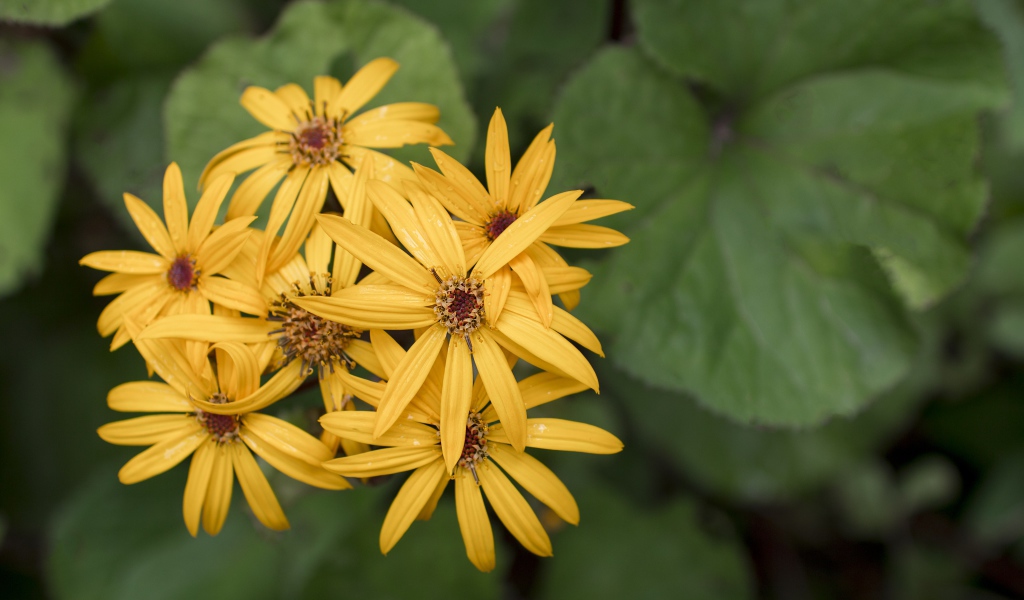 Оранжевые цветы бузульник крупным планом 