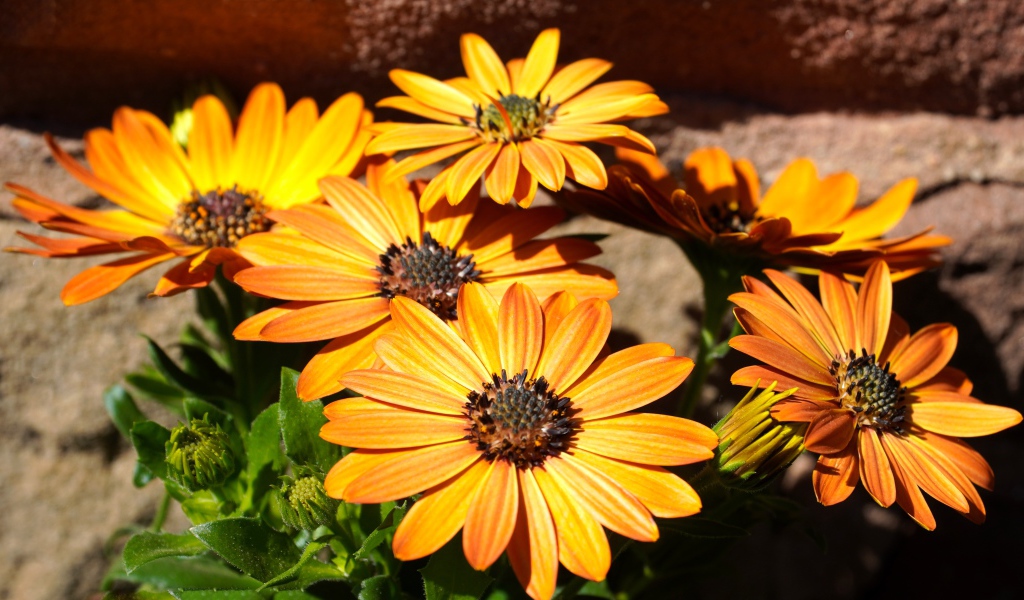 Оранжевые цветы остеоспермум на столе