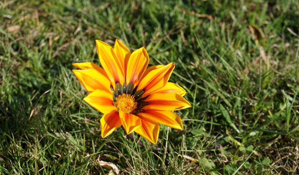 Оранжевый цветок газания в зеленой траве