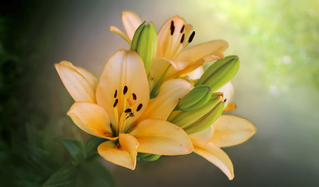 Оранжевые лилии с бутонами крупным планом