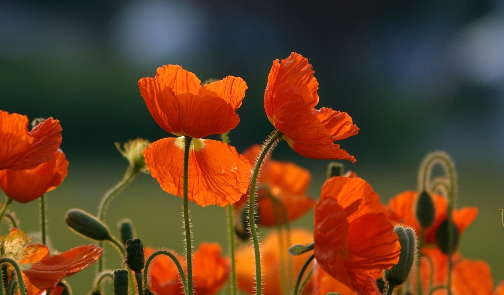 Оранжевые цветы мака с бутонами на поле