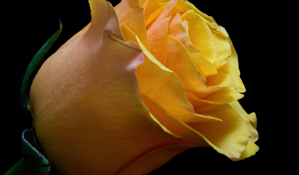 Оранжевый цветок розы на черном фоне