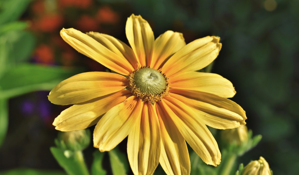 Оранжевый цветок рудбекия крупным планом