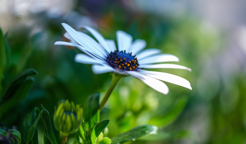 Цветок остеоспермум с бутонами крупным планом