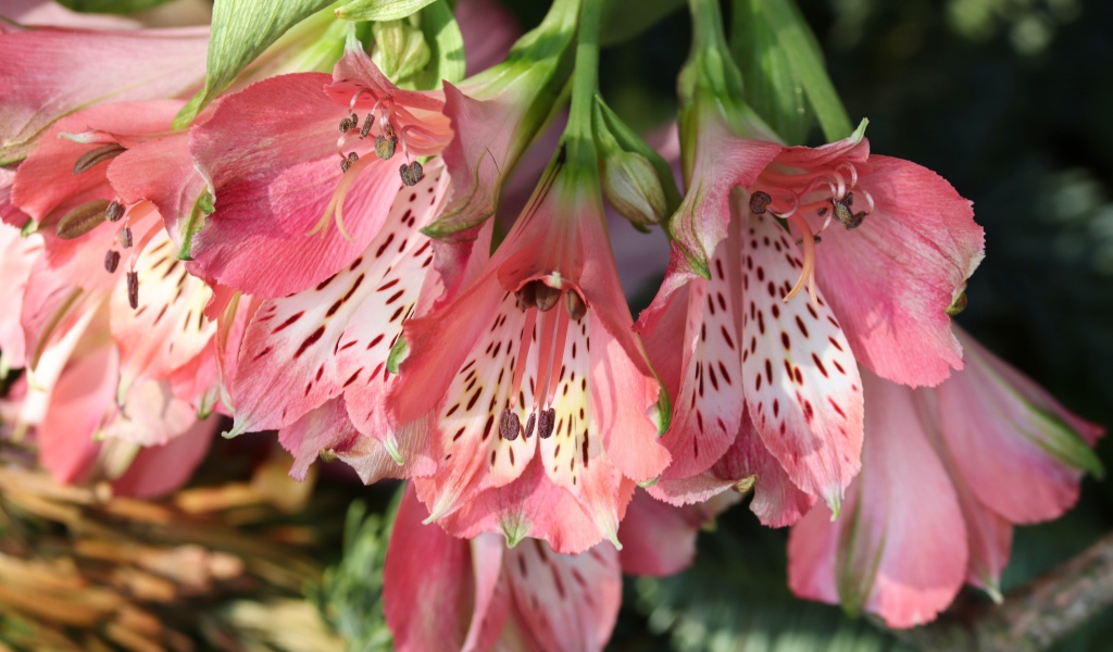 Розовые цветы альстромерия крупным планом