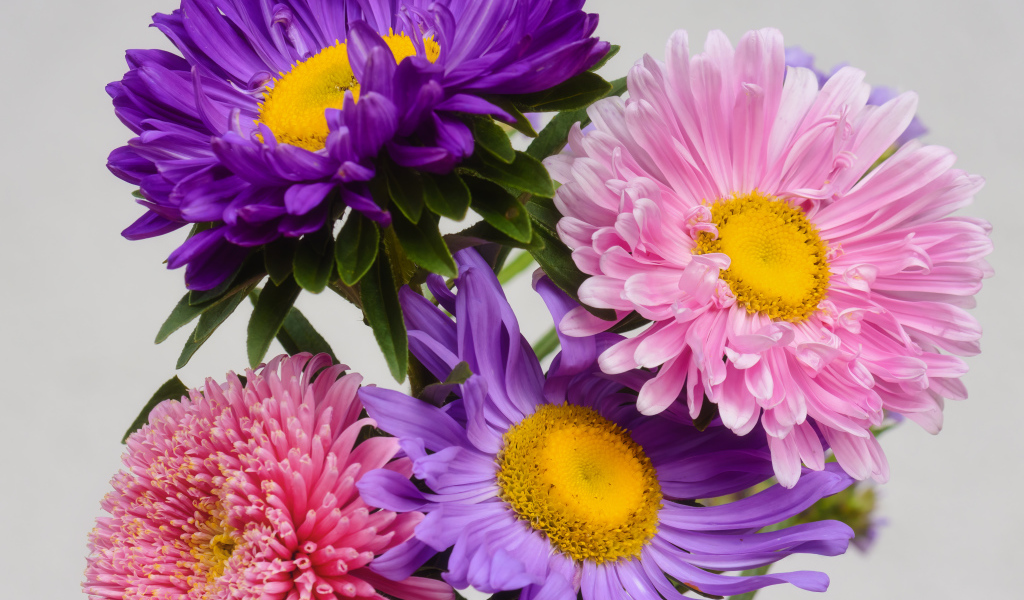 Розовые и сиреневые астры на сером фоне