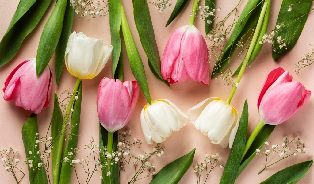 Розовые и белые тюльпаны на розовом фоне