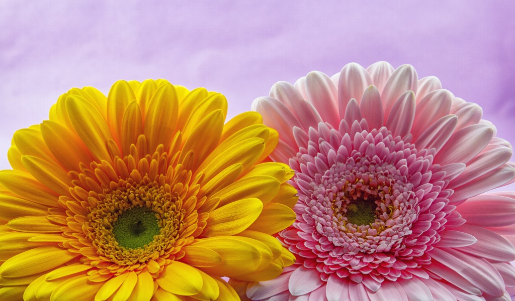 Розовый и желтый цветок герберы крупным планом