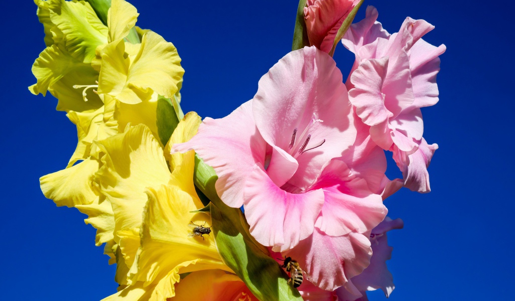 Розовые и желтые цветы гладиолуса на фоне неба
