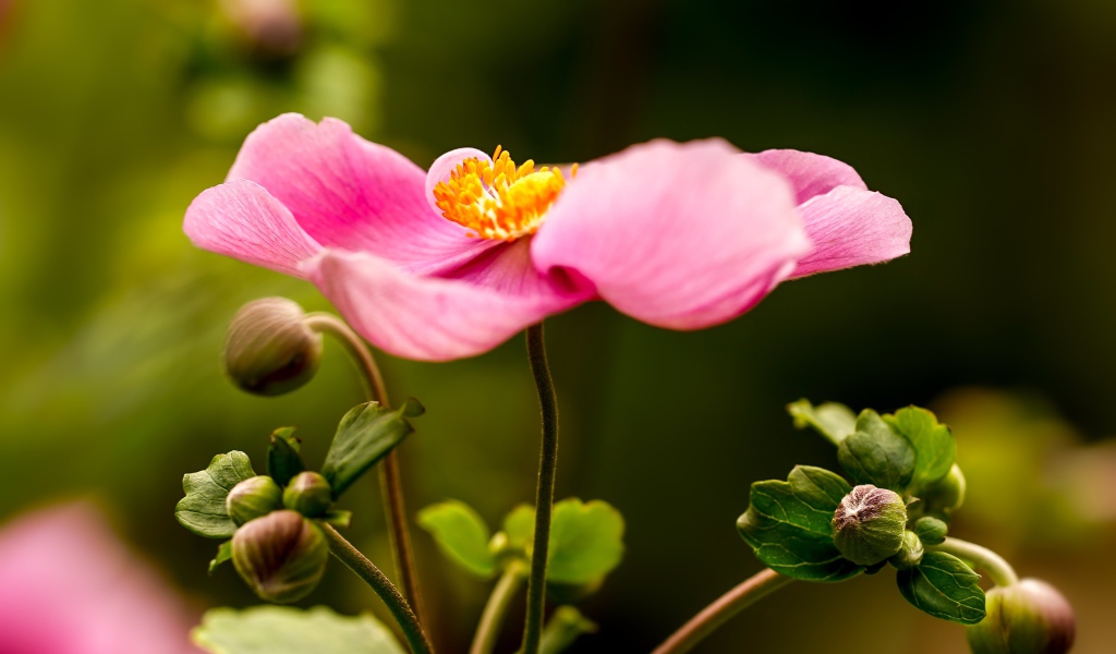 Розовый цветок анемона с бутонами 