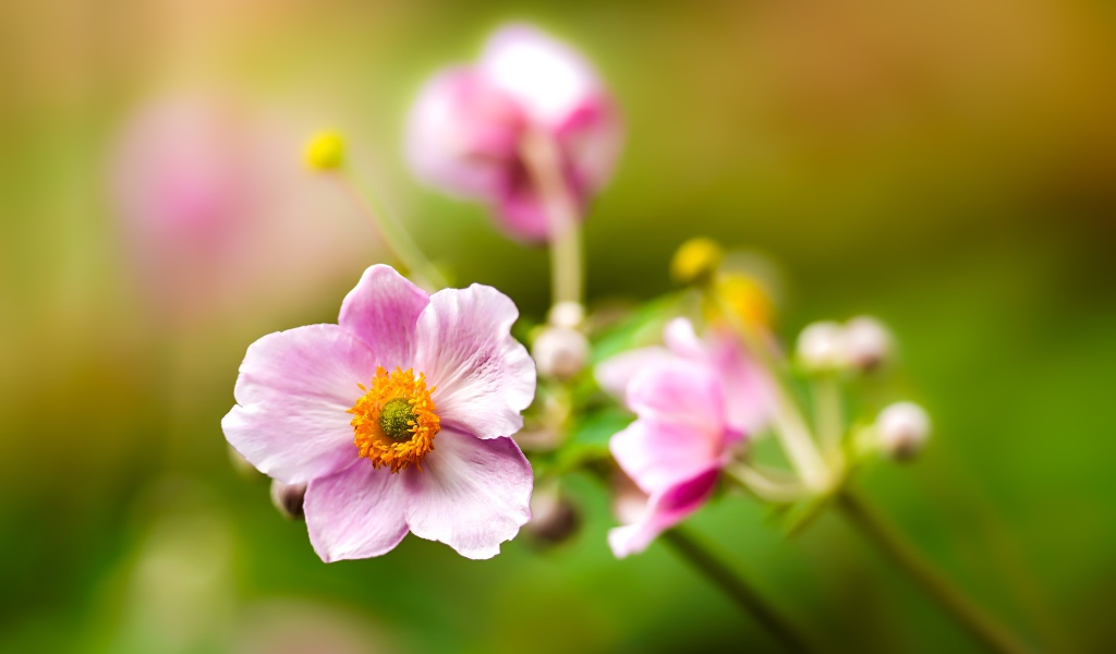 Розовые цветы анемоны с бутонами крупным планом