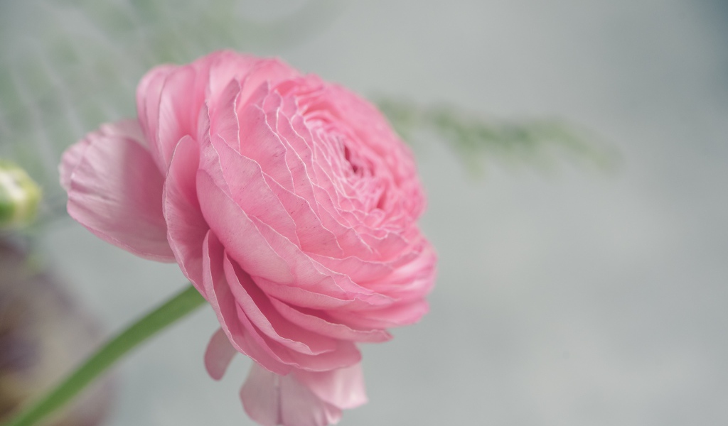 Розовый цветок лютика крупным планом