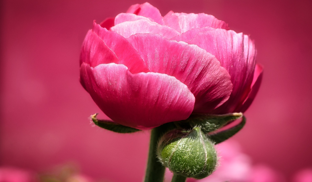 Розовый цветок лютика с бутоном на розовом фоне