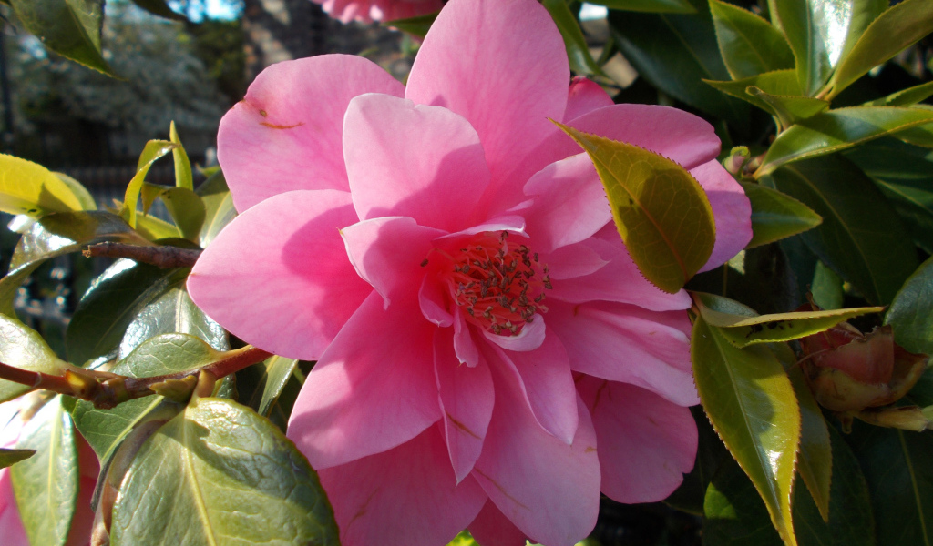 Розовые цветы камелия с зелеными листьями крупным планом 
