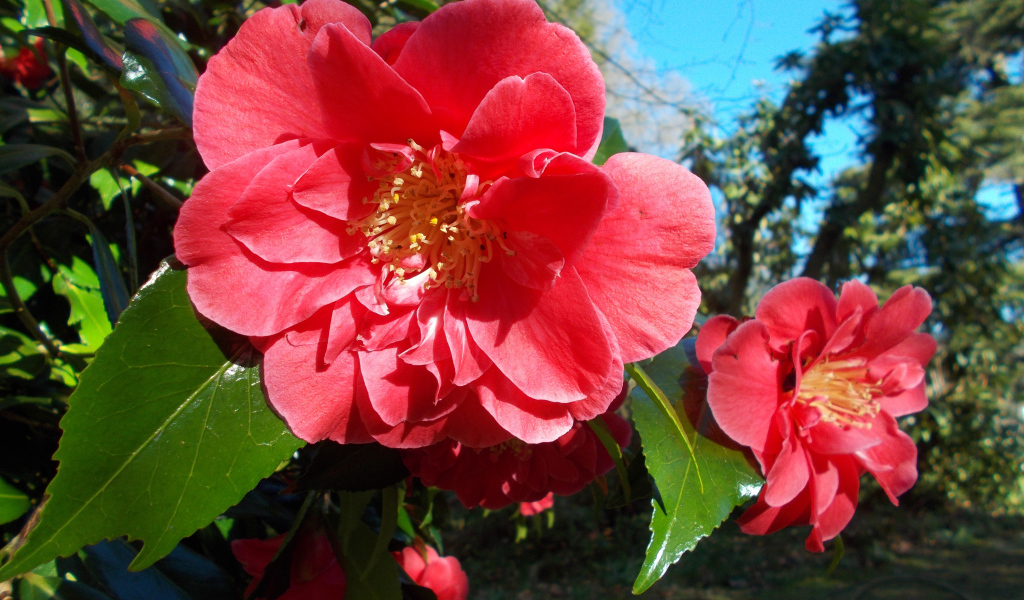 Розовые цветы камелии с зелеными листьями на ветке 