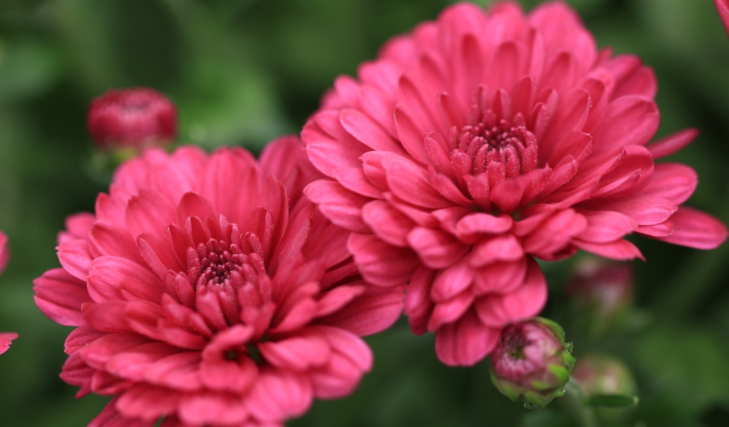 Розовые цветы хризантемы с бутонами крупным планом