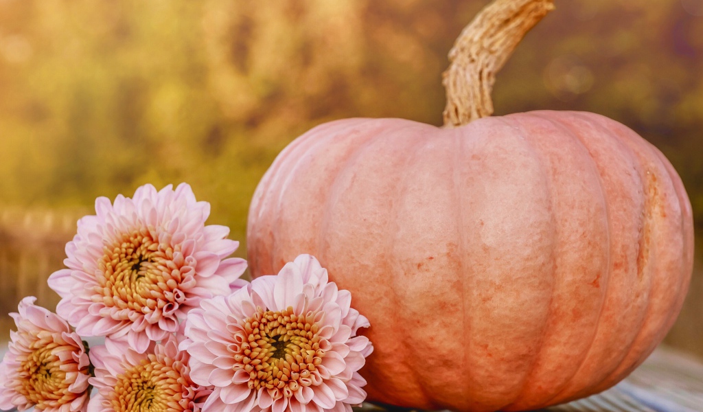 Розовые цветы хризантемы с тыквой 