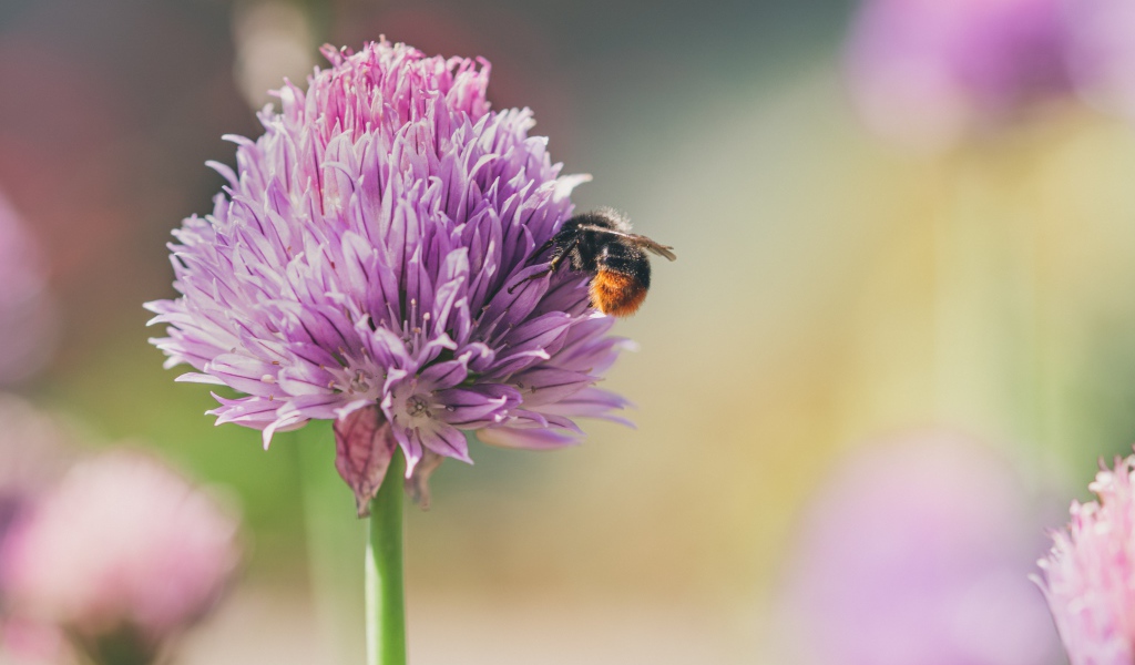 Розовый цветок клевера крупным планом летом