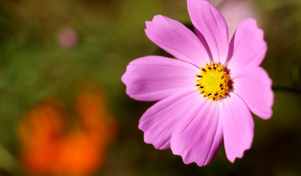 Розовый цветок космеи с желтой серединкой 