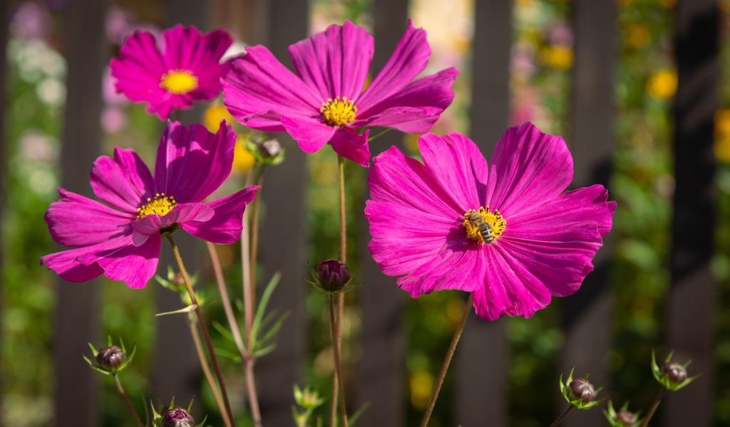 Розовые цветы космеи с бутонами на клумбе