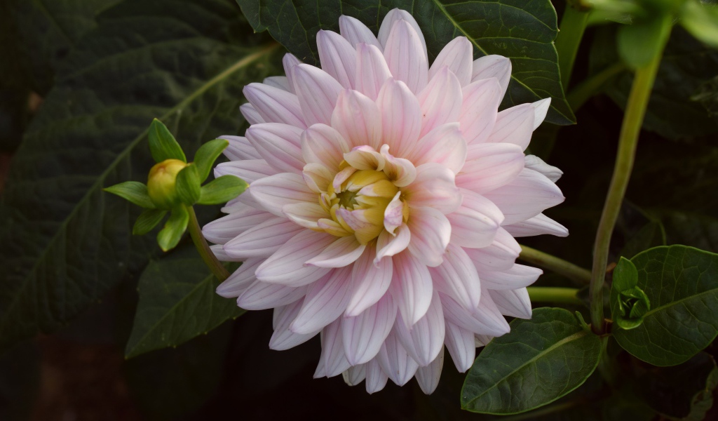 Розовый цветок георгина  зелеными листьями 