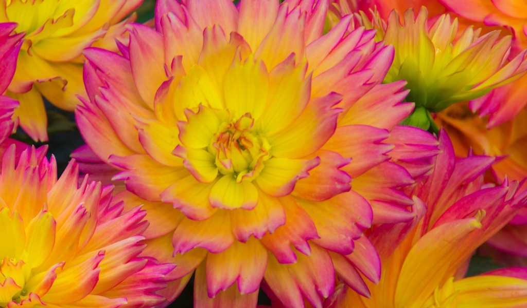 Розовые цветы георгина с желтой серединкой