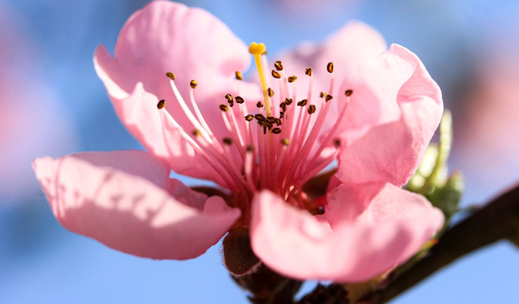 Розовый нежный цветок на ветке персика