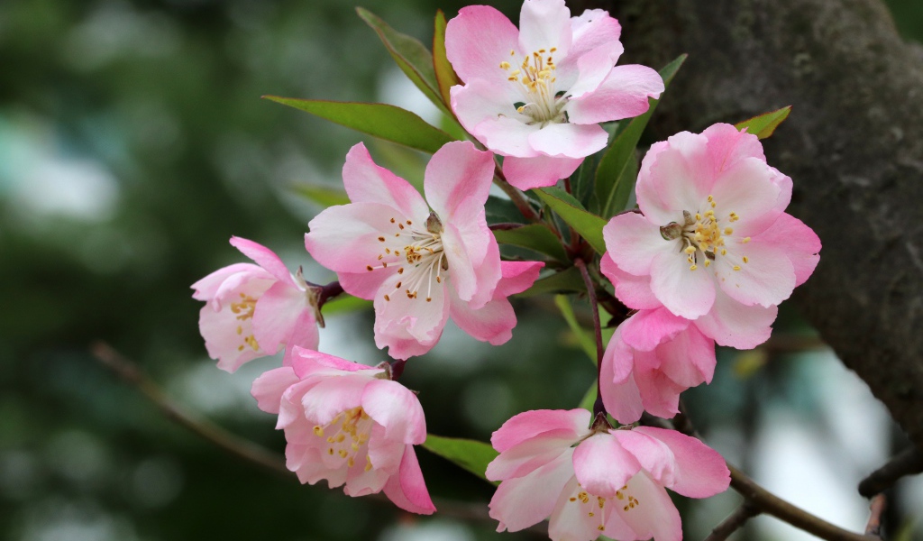 Розовые цветы на ветке с зелеными листьями