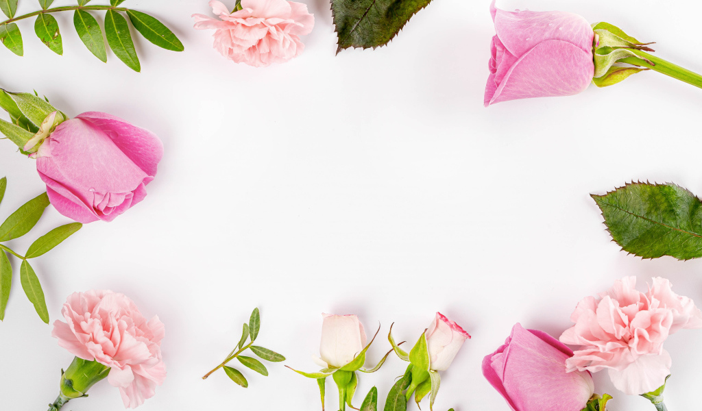 Розовые цветы розы и гвоздики на белом фоне