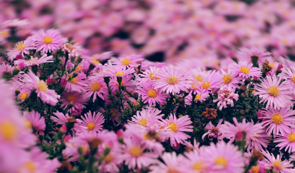 Розовые цветы сентябринка крупным планом 