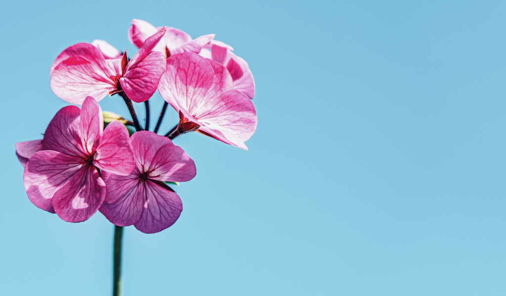Розовые цветы герани на голубом фоне 