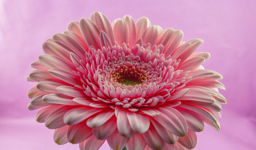 Розовый цветок герберы на розовом фоне