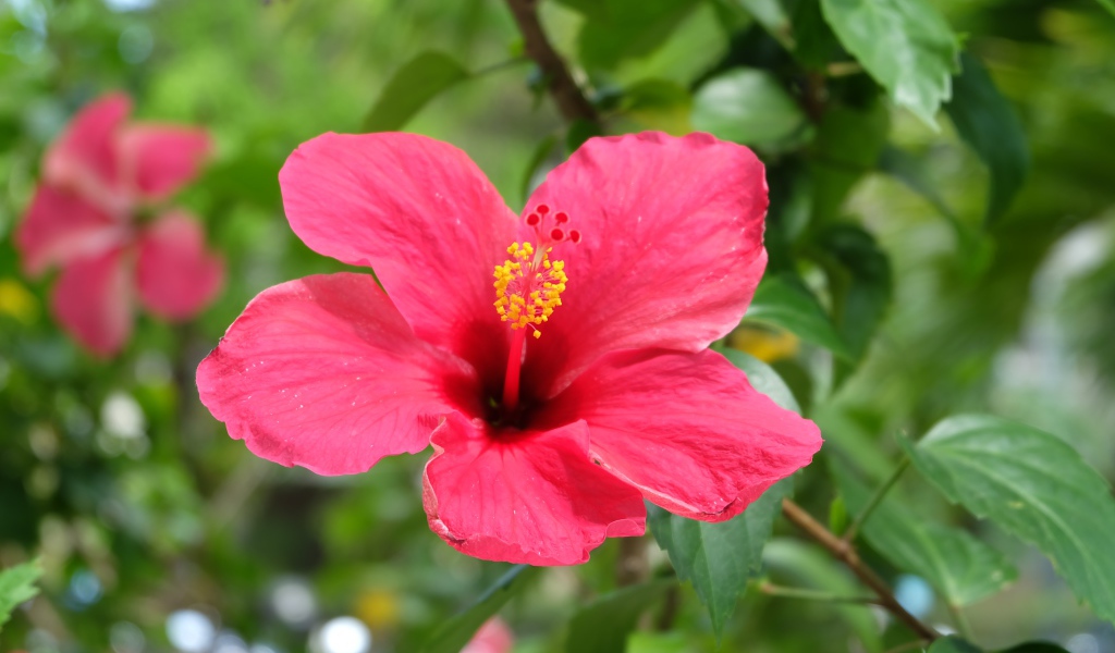 Розовый цветок гибискуса крупным планом на клумбе