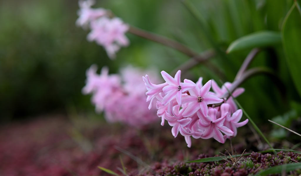 Розовые гиацинты на клумбе весной