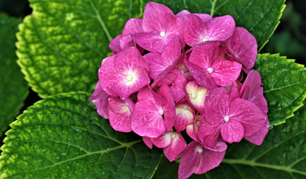 Розовый цветок гортензии с зелеными листьями 