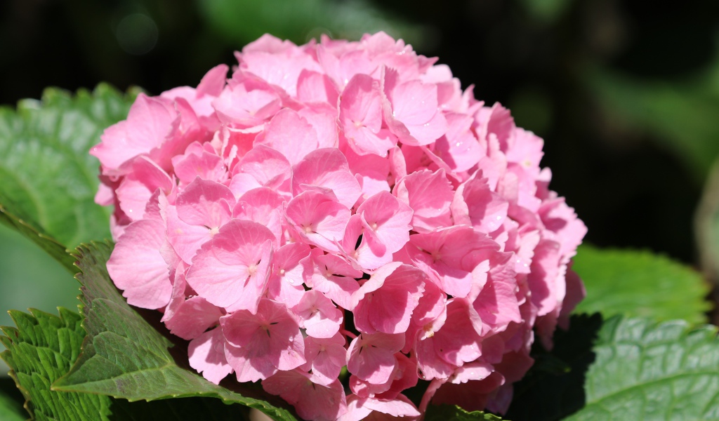 Розовые цветы гортензии с зелеными листьями крупным планом 