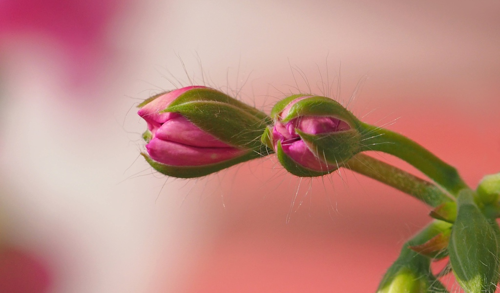 Розовый комнатный цветок герани распускается