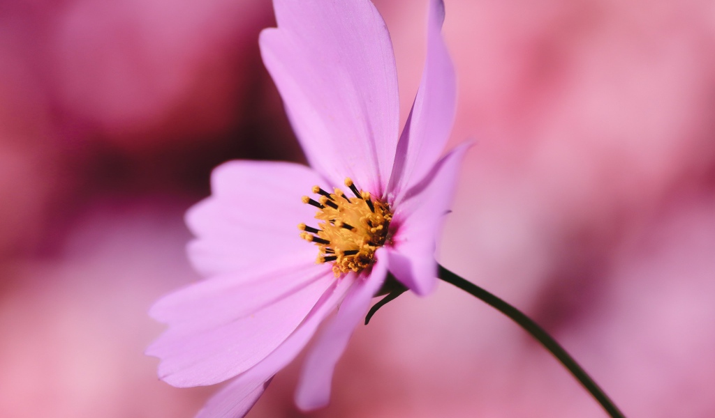 Розовый цветок космея крупным планом на розовом фоне