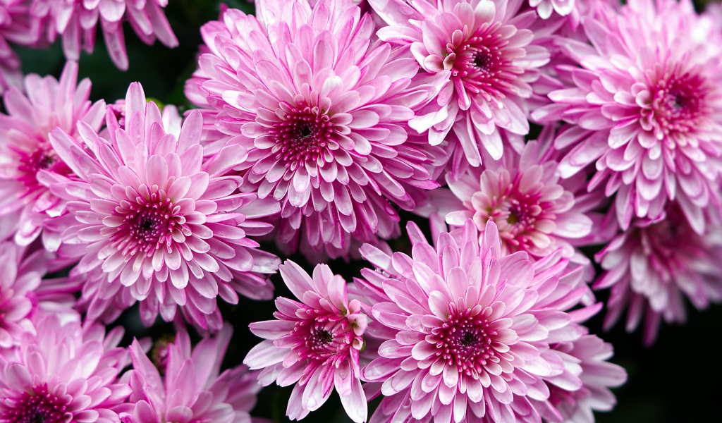 Розовые крупные хризантемы крупным планом 