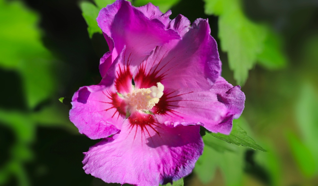 Розовый цветок лаватера с зелеными листьями крупным планом