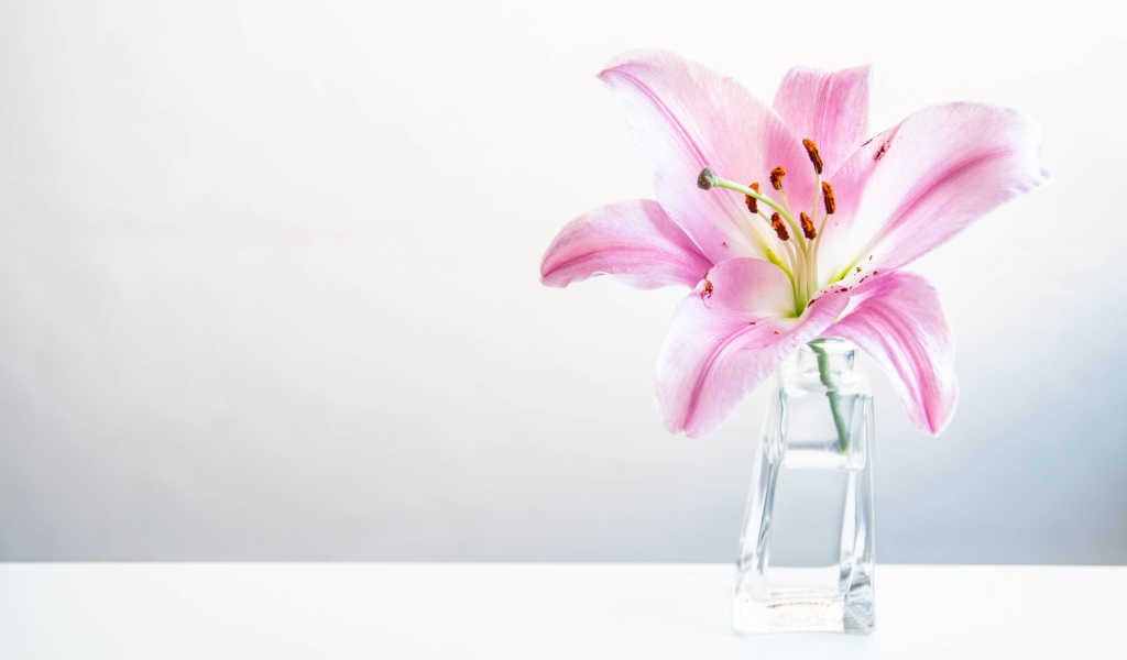 Розовый цветок лилии в вазе на сером фоне