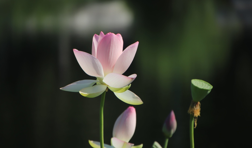 Розовый цветок лотоса с бутонами в лучах солнца 