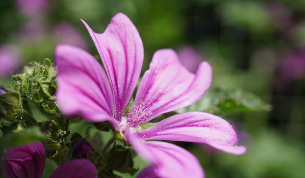 Розовый цветок мальва крупным планом  на клумбе