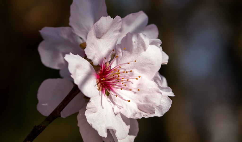 Розовый цветок персика крупным планом