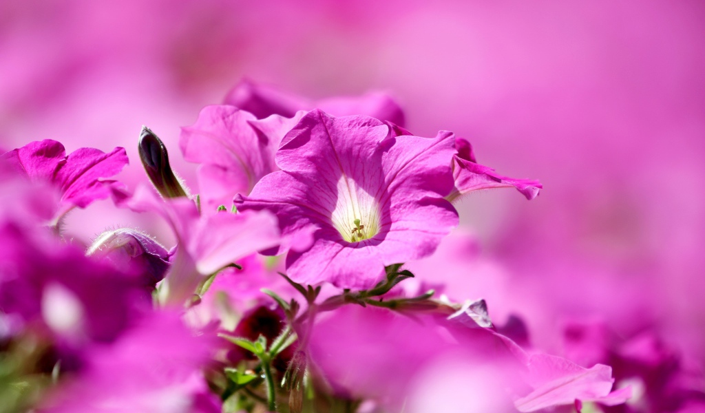 Розовые цветы петуния крупным планом 