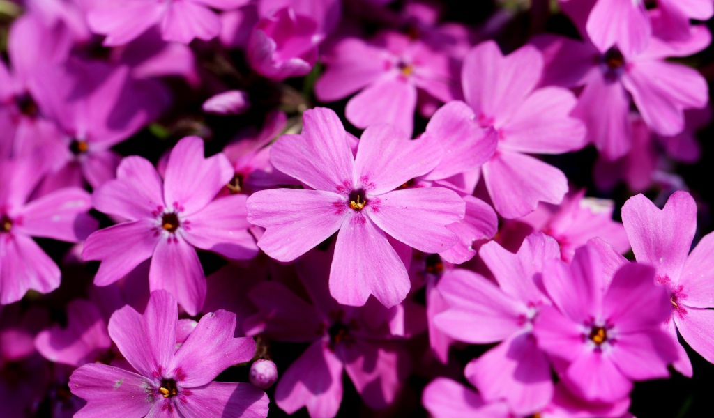 Розовые цветы флоксы крупным планом в лучах солнца 