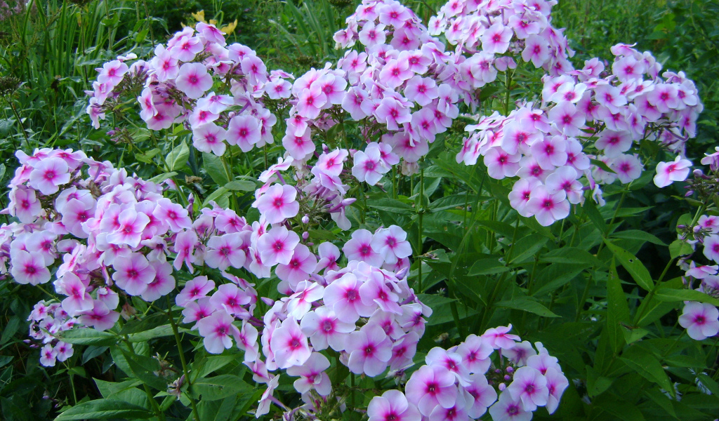 Розовые цветы флокса с зелеными листьями на клумбе