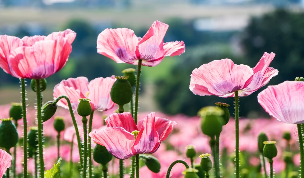 Розовые цветы мака с бутонами в лучах солнца на клумбе летом