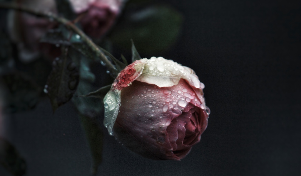 Бутон розовой розы в каплях росы