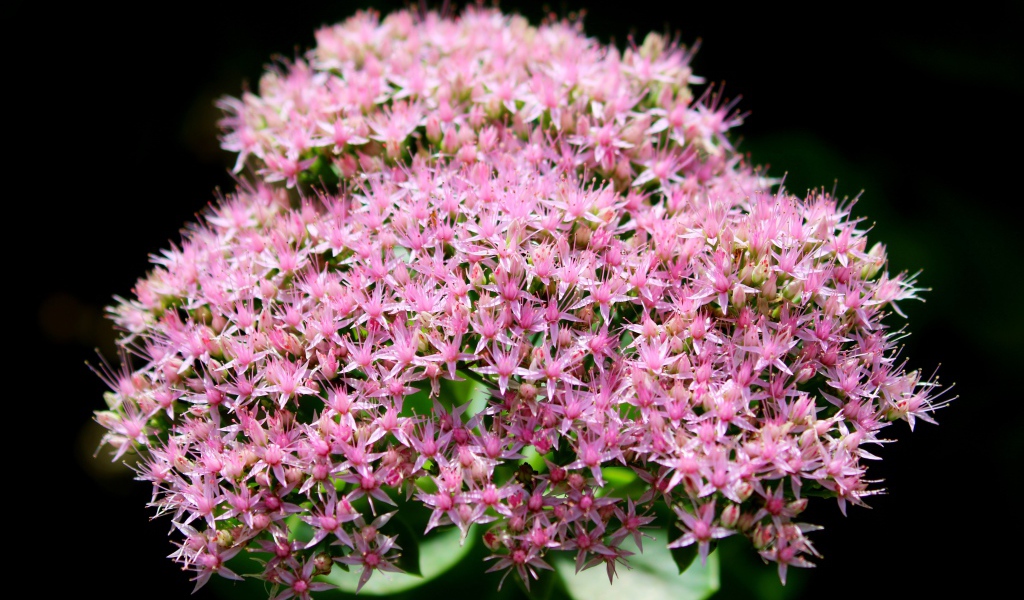 Розовые мелкие цветы Хилотелефиум на черном фоне